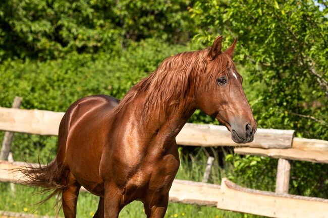 #chestnutlove #oldbutgold, WOW Pferd  (WOW Pferd), Horses For Sale, Bayern - Attenkirchen