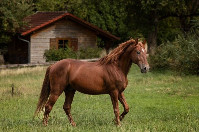 #chestnutlove #oldbutgold, WOW Pferd  (WOW Pferd), Horses For Sale, Bayern - Attenkirchen, Image 6