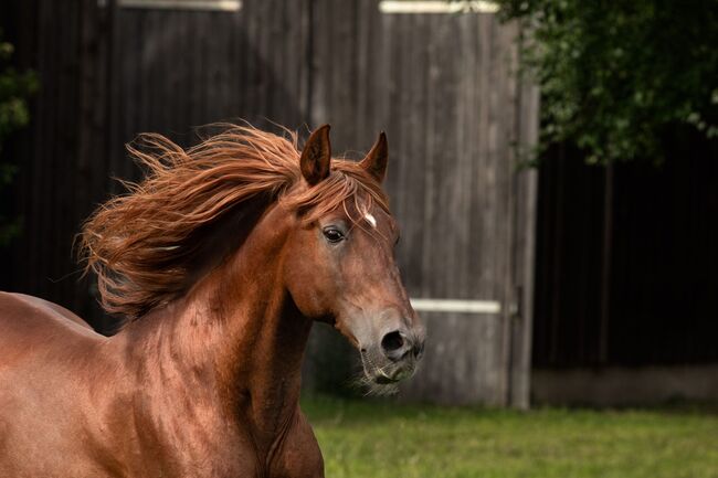 #chestnutlove #oldbutgold, WOW Pferd  (WOW Pferd), Horses For Sale, Bayern - Attenkirchen, Image 2