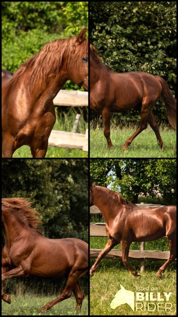 #chestnutlove #oldbutgold, WOW Pferd  (WOW Pferd), Horses For Sale, Bayern - Attenkirchen, Image 10