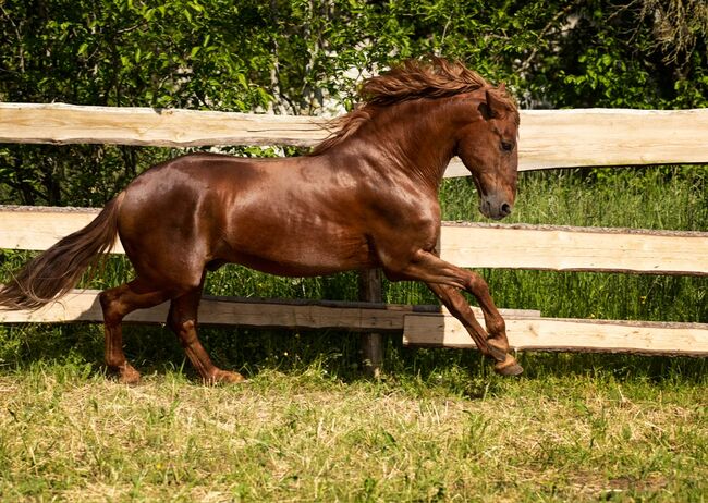 #chestnutlove #oldbutgold, WOW Pferd  (WOW Pferd), Horses For Sale, Bayern - Attenkirchen, Image 9