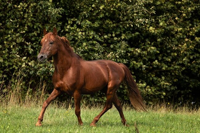 #chestnutlove #oldbutgold, WOW Pferd  (WOW Pferd), Konie na sprzedaż, Bayern - Attenkirchen, Image 2