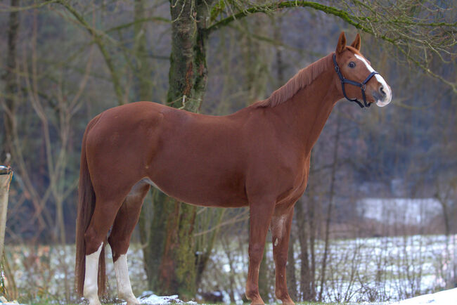 #chestnutmarelove #showjumpingblood, WOW Pferd  (WOW Pferd), Horses For Sale, Bayern - Attenkirchen, Image 6