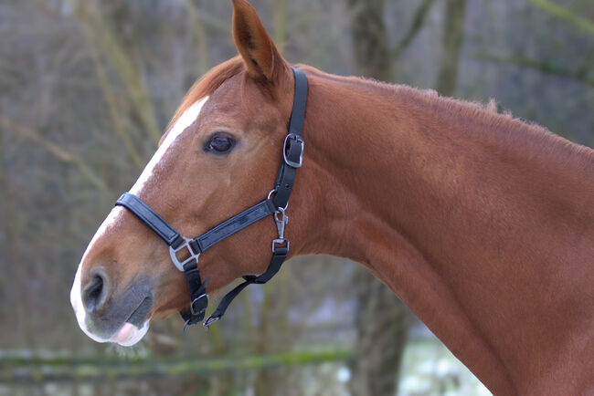 #chestnutmarelove #showjumpingblood, WOW Pferd  (WOW Pferd), Horses For Sale, Bayern - Attenkirchen, Image 3