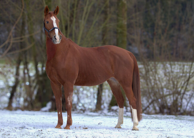 #chestnutmarelove #showjumpingblood, WOW Pferd  (WOW Pferd), Horses For Sale, Bayern - Attenkirchen, Image 5