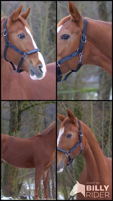 #chestnutmarelove #showjumpingblood, WOW Pferd  (WOW Pferd), Horses For Sale, Bayern - Attenkirchen, Image 9