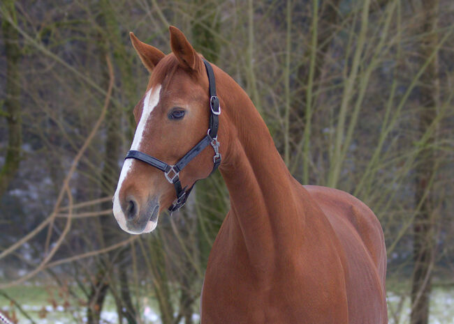 #chestnutmarelove #showjumpingblood, WOW Pferd  (WOW Pferd), Konie na sprzedaż, Bayern - Attenkirchen, Image 4