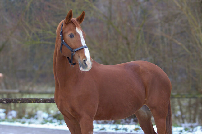 #chestnutmarelove #showjumpingblood, WOW Pferd  (WOW Pferd), Konie na sprzedaż, Bayern - Attenkirchen, Image 8