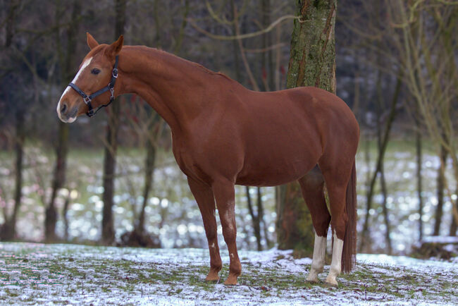 #chestnutmarelove #showjumpingblood, WOW Pferd  (WOW Pferd), Konie na sprzedaż, Bayern - Attenkirchen, Image 7