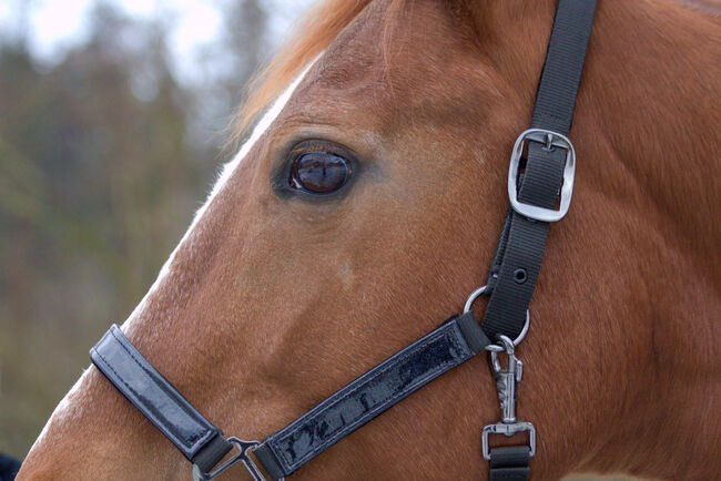 #chestnutmarelove #showjumpingblood, WOW Pferd  (WOW Pferd), Pferd kaufen, Bayern - Attenkirchen, Abbildung 2