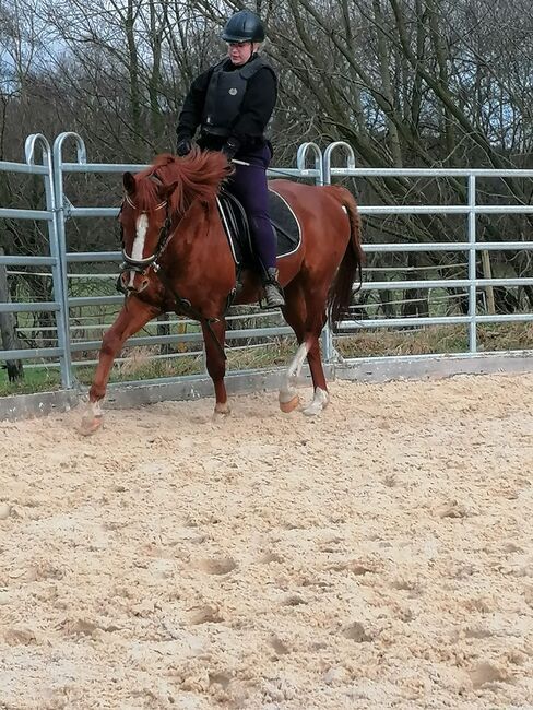 Schicker 11 jähriger Wallach, Beate F., Horses For Sale, Seesen, Image 2