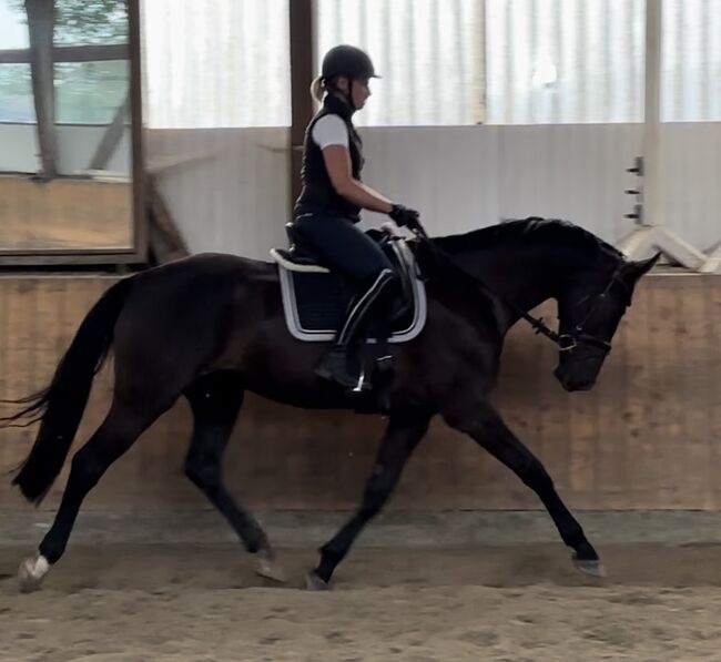 Schicke 8-jährige Stute mit Top-Abstammung zu verkaufen, Wilma, Horses For Sale, Ascheffel, Image 3