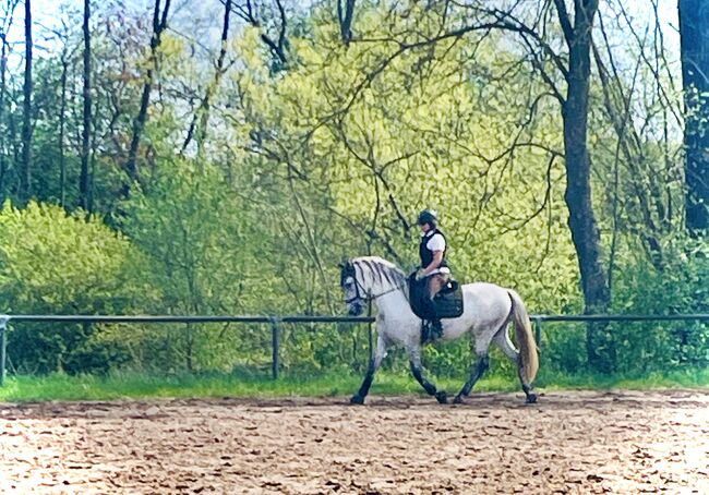 Schicker Andalusier, Stefanie Grevé , Horses For Sale, Sulzbach-Rosenberg, Image 2