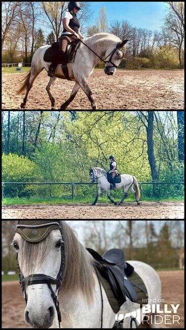 Schicker Andalusier, Stefanie Grevé , Horses For Sale, Sulzbach-Rosenberg, Image 4