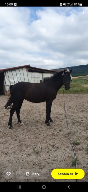 Schicke Rappstute, Joyce Poppe, Horses For Sale, Gerterode, Image 6