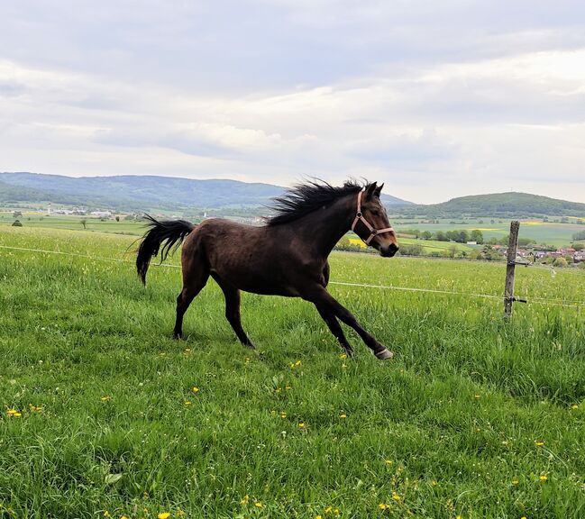 Schicker Connemara Wallach, Angela Fleck , Horses For Sale, Schondra , Image 4