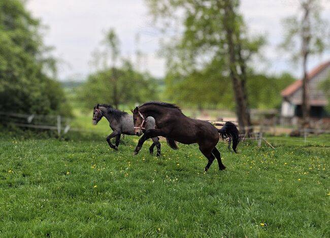 Schicker Connemara Wallach, Angela Fleck , Horses For Sale, Schondra , Image 5