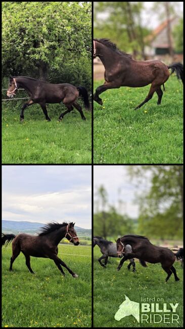 Schicker Connemara Wallach, Angela Fleck , Horses For Sale, Schondra , Image 6