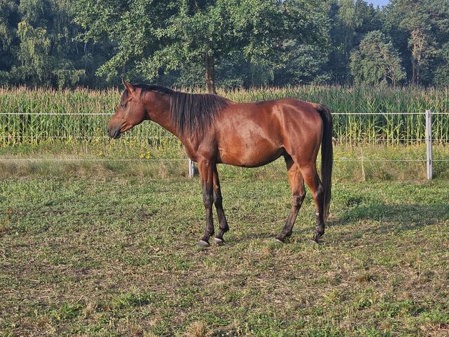 Schicker und freundlicher Asil Ägyptischer Hengst ca 1,56 aus 2022 mit Prämie, Veronika Suerig, Horses For Sale, Wietze