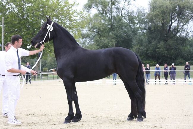 Schicke Friesenstute, Kraiczek , Horses For Sale, Radevormwald, Image 2