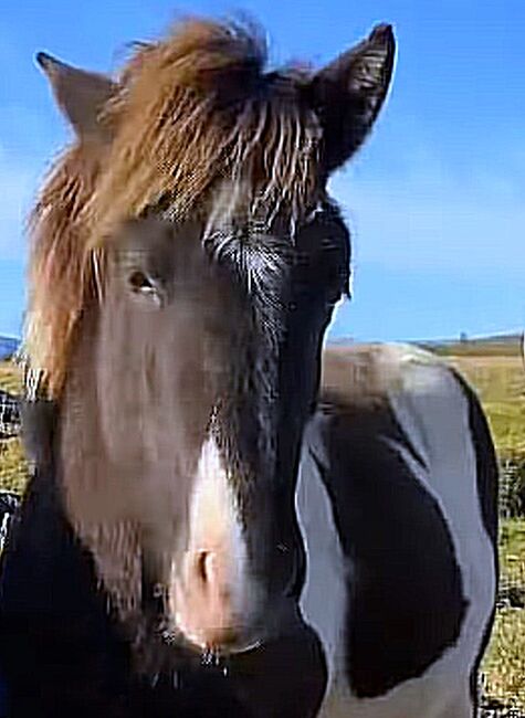 Schicker Freizeitpartner, angeritten, Islandpferde-aus-Island, Horses For Sale, Südisland