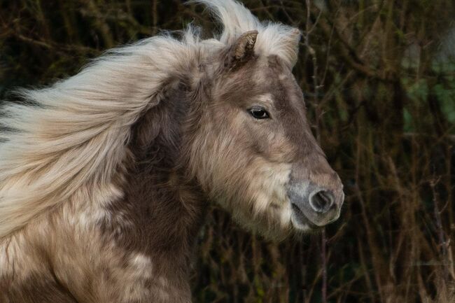 Schicke Dt. Partbred Shetty Stute Windfarbe ( Silver), Nicole Prignitz , Horses For Sale, Groß Molzahn , Image 3