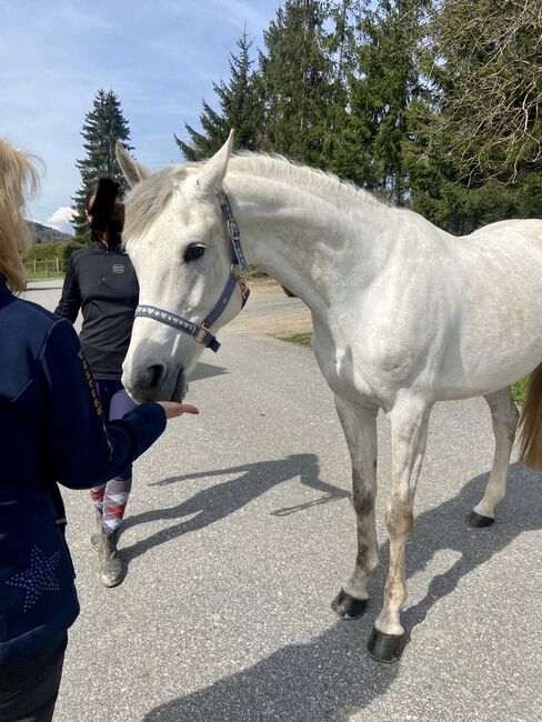 ⭐️ schicke brave Stute ⭐️, Marie Hanus, Horses For Sale, Passau, Image 3