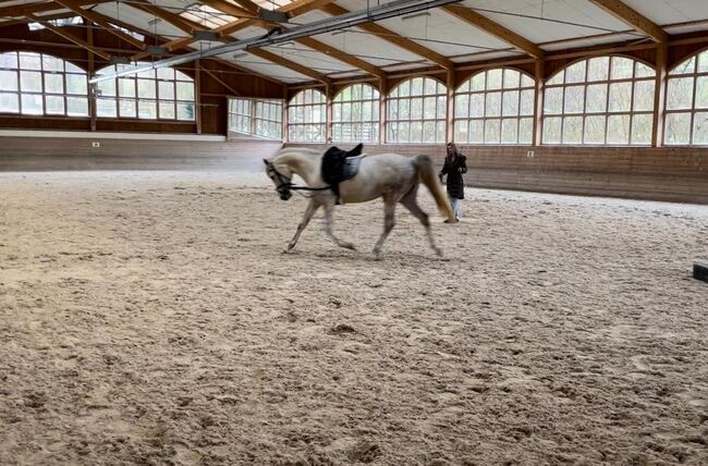 ⭐️ schicke brave Stute ⭐️, Marie Hanus, Horses For Sale, Passau, Image 8