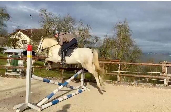 ⭐️ schicke brave Stute ⭐️, Marie Hanus, Horses For Sale, Passau, Image 9