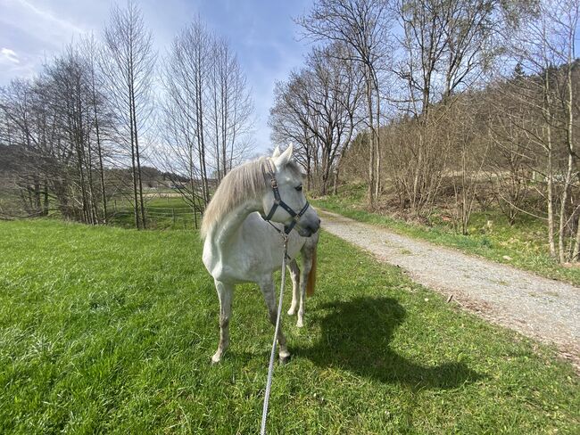 ⭐️ schicke brave Stute ⭐️, Marie Hanus, Konie na sprzedaż, Passau, Image 5