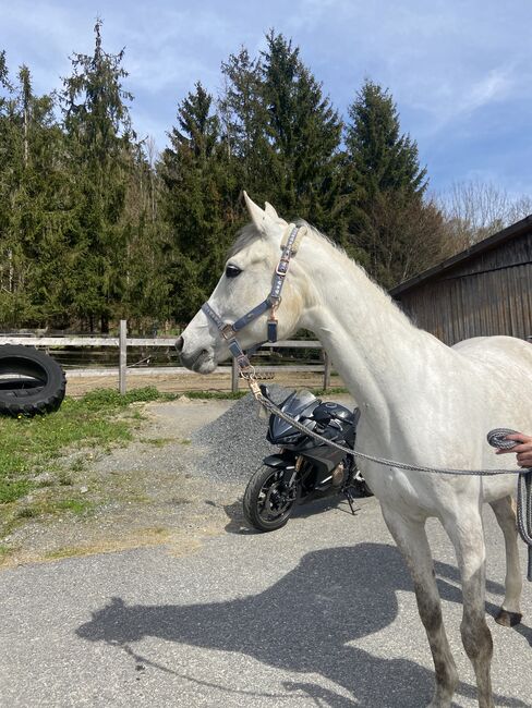 ⭐️ schicke brave Stute ⭐️, Marie Hanus, Konie na sprzedaż, Passau, Image 4
