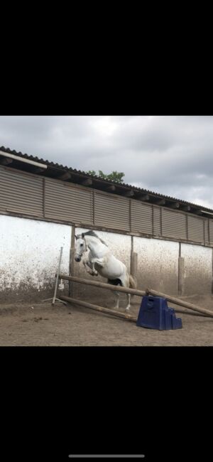 Schicke Schimmelstute, M.C., Horses For Sale, Sangerhausen , Image 2