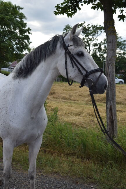 Schicke Schimmelstute, M.C., Horses For Sale, Sangerhausen , Image 3