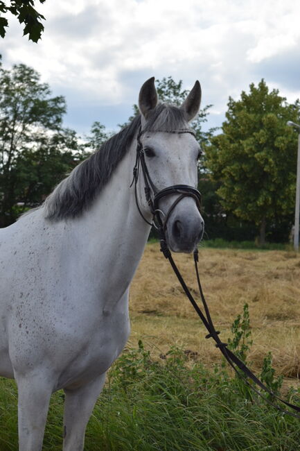 Schicke Schimmelstute, M.C., Horses For Sale, Sangerhausen , Image 6