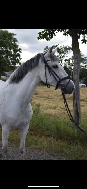 Schicke Schimmelstute, M.C., Horses For Sale, Sangerhausen , Image 4