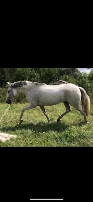 Schicke Schimmelstute, M.C., Horses For Sale, Sangerhausen 