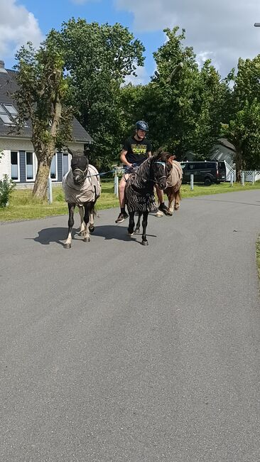 Schicker Isländer, Wallach, Sandfuchs, Horses For Sale, Hörup, Image 2