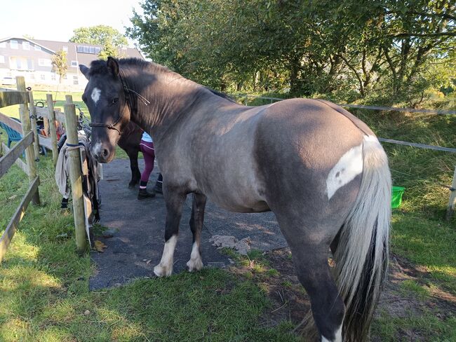 Schicker Isländer, Wallach, Sandfuchs, Horses For Sale, Hörup, Image 5