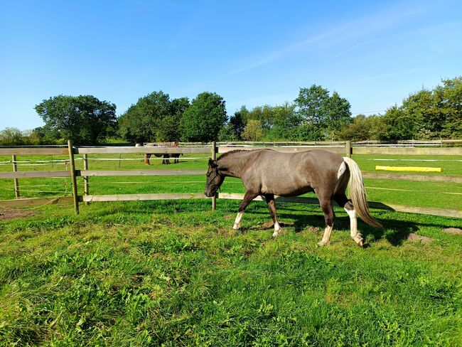 Schicker Isländer, Wallach, Sandfuchs, Horses For Sale, Hörup, Image 6