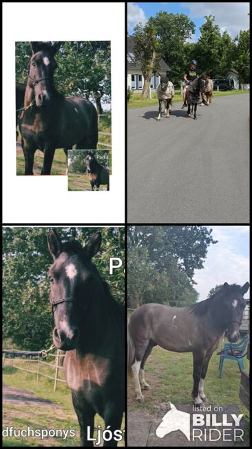 Schicker Isländer, Wallach, Sandfuchs, Horses For Sale, Hörup, Image 8