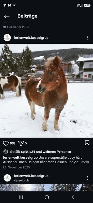 Schicke Fuchs-Scheckstute, Zoe Arentsen, Horses For Sale, Flachau
