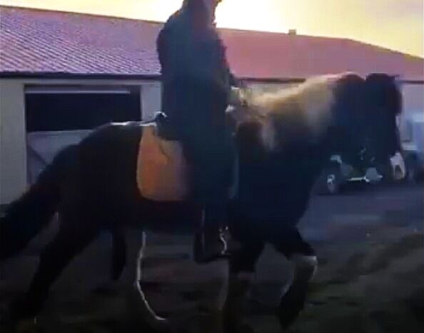 Schicker Freizeitpartner, angeritten, Islandpferde-aus-Island, Horses For Sale, Südisland