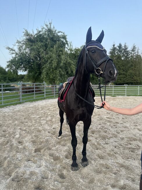 Schicke Mecklenburger Rappstute, HP, Horses For Sale, Ellgau , Image 2