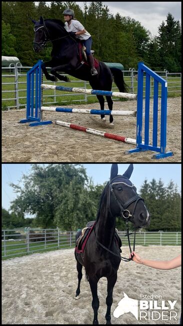 Schicke Mecklenburger Rappstute, HP, Horses For Sale, Ellgau , Image 3