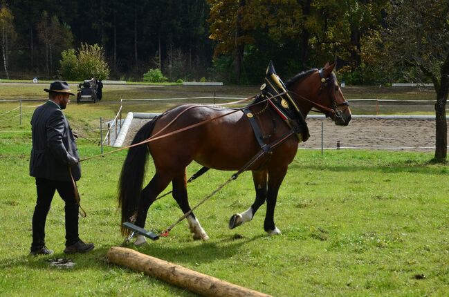 Schicke Norikerstute, Iris Rauter, Horses For Sale, Straßburg, Image 9