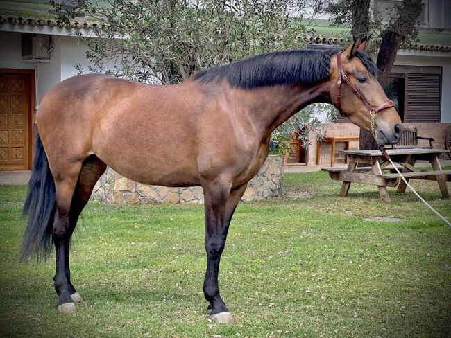 Schicke PRE Stute mit vielerlei Potenzial!, Yvonne, Horses For Sale, Cadiz, Image 5