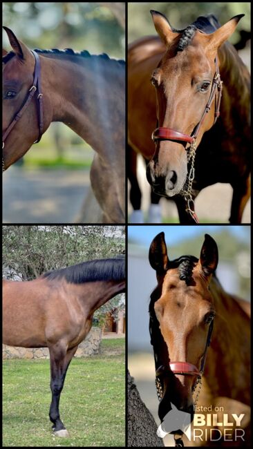 Schicke PRE Stute mit vielerlei Potenzial!, Yvonne, Horses For Sale, Cadiz, Image 6