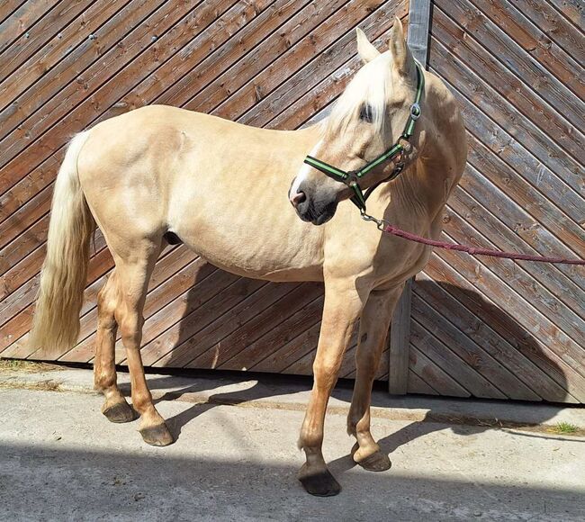 Schicker Spanier / Geeignet für Familien und Therapie, Pferdevermittlung Leus (Pferdevermittlung Leus ), Horses For Sale, Neustadt