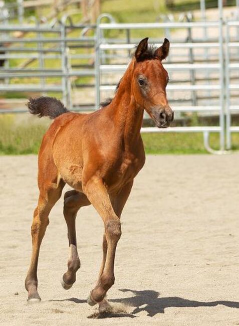 Schickes Vollblutaraber Hengstfohlen, Brigitte Mader , Horses For Sale, Boppard 