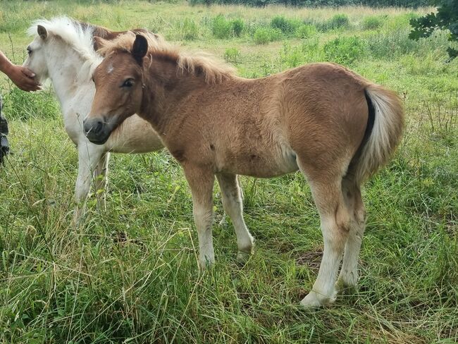Schickes typvolles Stutfohlen Original Shetland, Nadine  (Shettyzucht Frechdachs ), Horses For Sale, Heringen, Image 2